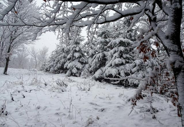 Im Winter Wonderland