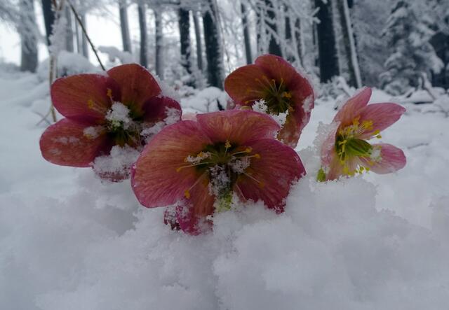 Ein herrlicher Kontrast: Rote Schneerosen