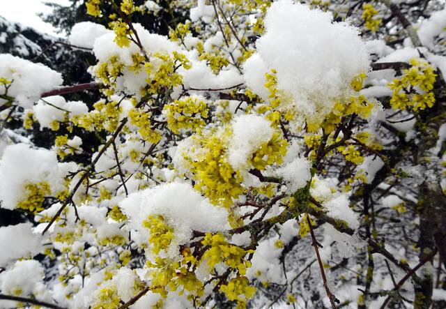 Blühende Dirndln mit Schnee