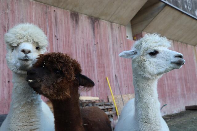 Alpaka-Alarm im 22. und 23. Bezirk. Auch beim Yoga sind die südamerikanischen Tiere am Start. (Archivbild) | Foto: Martina Obertimpfler