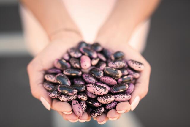 Die Käferbohne ist steirisches Kulturgut. | Foto: Alwera/Steirerkraft