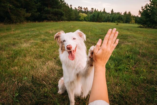 Hunde sind soziale Tiere, die eine enge Bindung zu ihrem Besitzer aufbauen. | Foto: stock Adobe /Julia Suhareva
