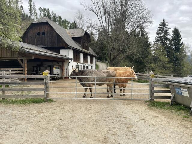 Auf Gut Aiderbichl verbringen zahlreichte Tiere ihren Lebensabend. | Foto: MeinBezirk