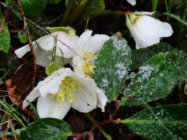 Im März gibt sich der Winter doch nicht ganz geschlagen. Der Pettenbacher Naturgarten wurde heuer das zweite Mal leicht "angezuckert". | Foto: Alfred Schmutz