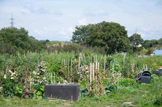Einen grünen Daumen kann man beim Urban Gardening beweisen. Spots dafür gibt es in Wien zahlreiche. (Archivbild) | Foto: Hafen Wien