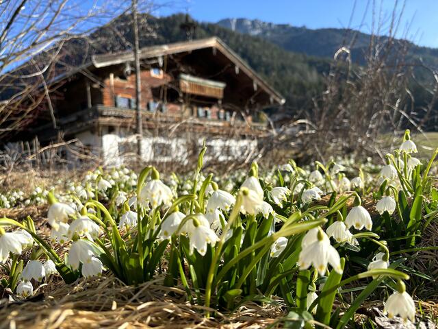 Der Frühling ist da (Märzenbecher, Stöcklhof, Waidring) | Foto: Kogler