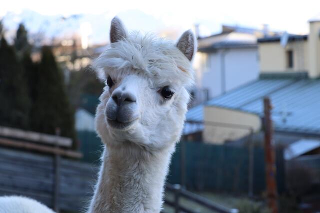 Alpakas als flauschige Wegbegleiter auf ausgiebigen Spaziergängen gibt es in Wien im Frühling. (Archivbild) | Foto: Martina Obertimpfler