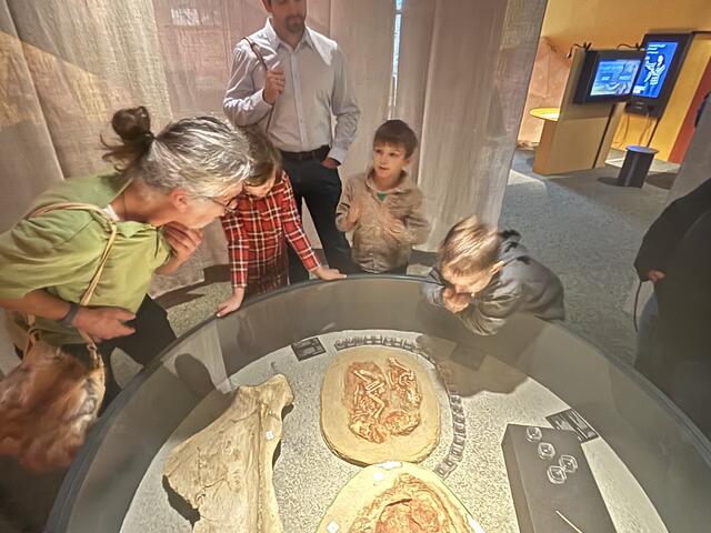 Seit dem 15. März bis 30. November 2025 können Besucher und Besucherinnen im MAMUZ Museum Mistelbach in die faszinierende Welt der Eiszeit eintauchen. | Foto: Thiem/MeinBezirk