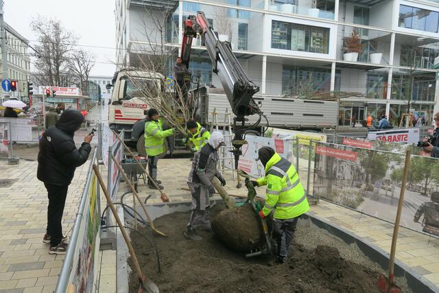 Viele Seitengassen werden verkehrsberuhigt, so auch die Palmgasse, in der mehrere Bäume gepflanzt wurden. | Foto: Patricia Hillinger/MeinBezirk