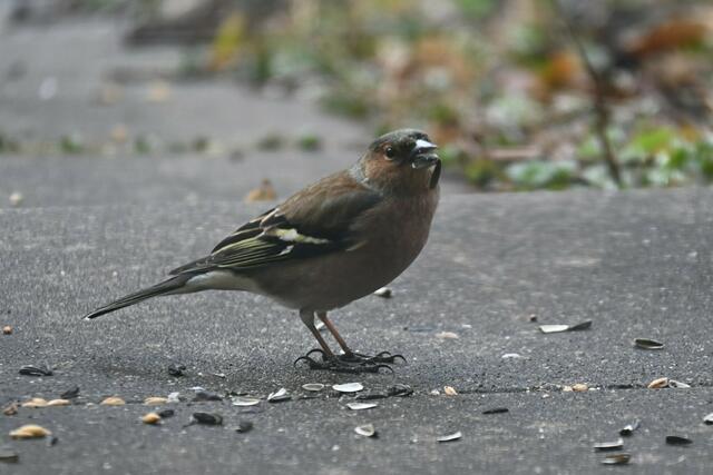 Herbert Ziss freute sich über einen Buchfink, der im Garten landete. Für ein Foto verharrte der Vogel geduldig. Kein Wunder, schließlich bekam er leckere Sonnenblumenkerne. | Foto: Herbert Ziss