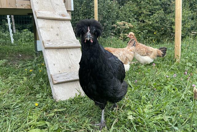 „Es gilt weiterhin, jeglichen Kontakt des gehaltenen Geflügels mit Wildvögeln, insbesondere Wassergeflügel, zu unterbinden“, sagt der Landesveterinärdirektor Peter Schiefer. | Foto: Land Salzburg/Martin Wautischer