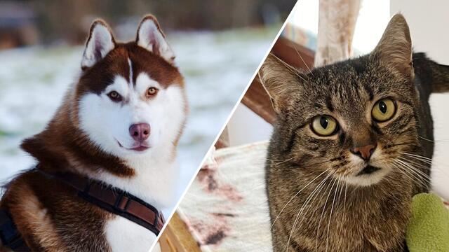 Kenai und Fiona auf der Suche nach ihrem Glück | Foto: Tierschutzverein Tirol