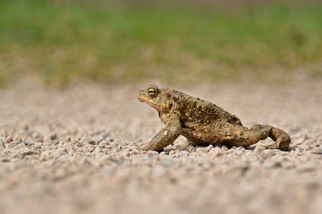 Gartenbesitzer können Amphibien wie die Erdkröte aktiv unterstützen. | Foto: Pixabay