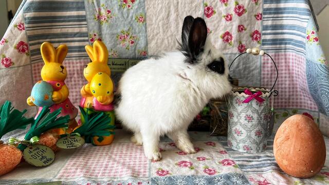 Am 4. April findet ein Ostermarkt im Tierheim Linz statt. | Foto: Tierheim Linz