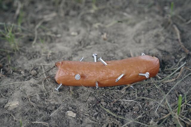 Hat das Haustier einen Köder gespickt, mit Gift oder beispielsweise mit Nägeln erwischt, heißt es sofort ab zum Tierarzt. | Foto: Foto: Nilson-Stock/PantherMedia