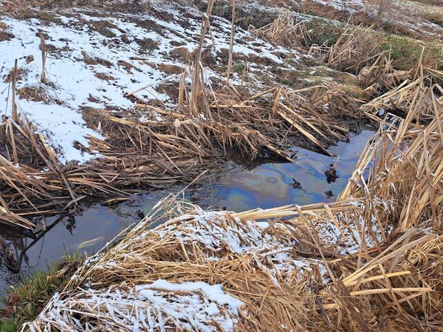 Foto: Fred Lichtenauer