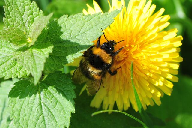Gartenhummel - Bombus hortorum