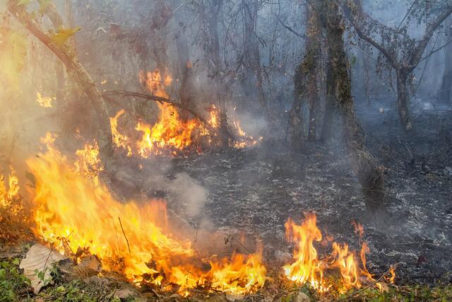 Die Waldbrandschutz-Verordnung ist in Kraft. Am Samstag, dem 22.03.2025, findet eine bezirksübergreifende Waldbrandübung mit verschiedenen "Nebenszenarien" statt. SYMBOLFOTO. | Foto: toa55 (YAYMicro)/panthermedia.net