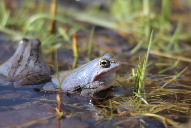Der Moorfrosch gehört zur Gattung der Braunfrösche und zeichnet sich durch seine spitze Schnauze und seinen dunklen Schläfenfleck hinter den Ohren aus. | Foto: Symbolbild: pixabay.com