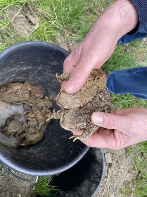 Um die 5.000 Stück werden alleine in Sitzenberg in einer Saison gerettet. | Foto: Victoria Edlinger