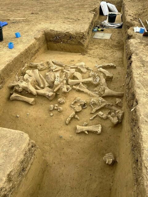 Archäologen der ÖAW analysieren die in Langmannersdorf entdeckten Mammutknochen, die auf prähistorische Jagdaktivitäten hinweisen. | Foto: ÖAW/ÖAI