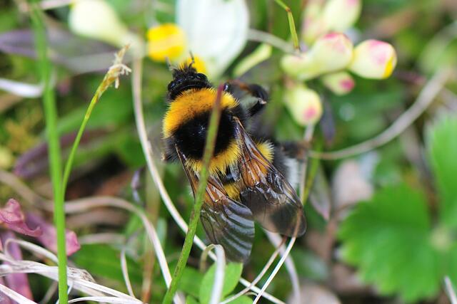 Gartenhummel - Bombus hortorum