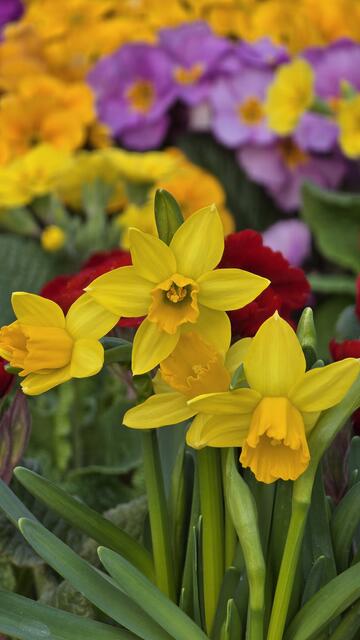 Frühblüher sprießen bereits und bereiten Freude.  | Foto: Bergmair-Russmann