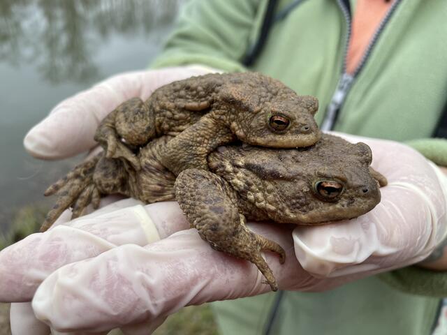 Da haben sich zwei gefunden. | Foto: Victoria Edlinger