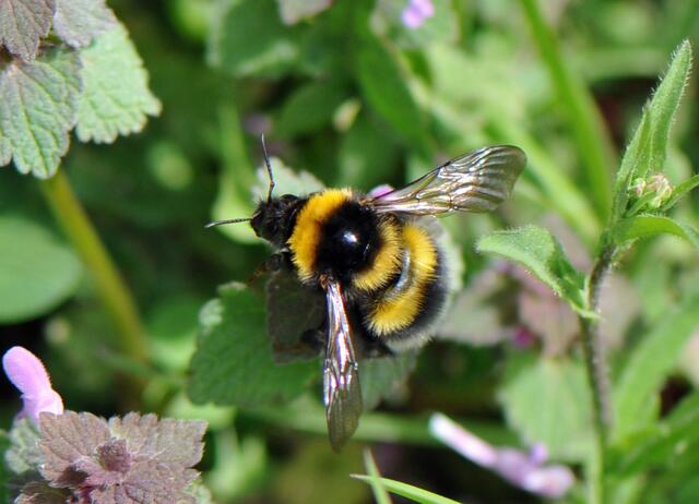 Gartenhummel - Bombus hortorum