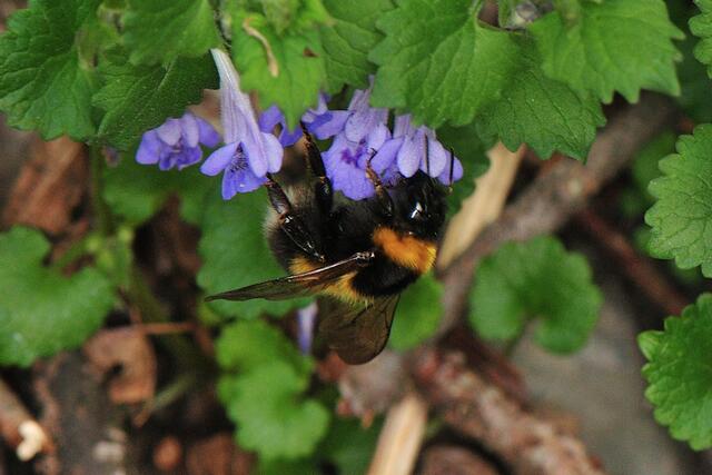 Gartenhummel - Bombus hortorum