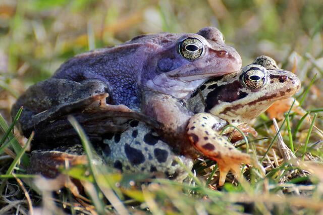 Ein Moosfroschpaar.  | Foto: Christian Fischer
