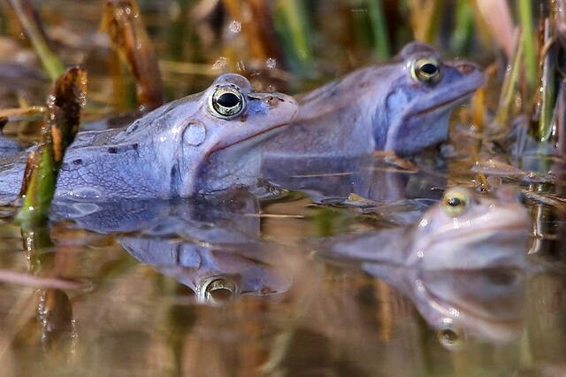 Der Moorfrosch ist ein sogenannter Explosivlaicher.  | Foto: Waldemar Golnik