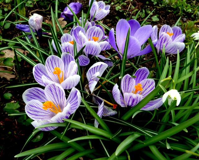 Der Frühling läßt grüßen | Foto: Maria Stummvoll