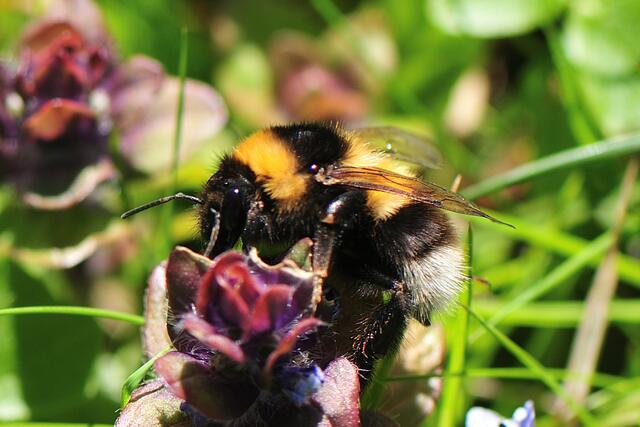 Gartenhummel - Bombus hortorum