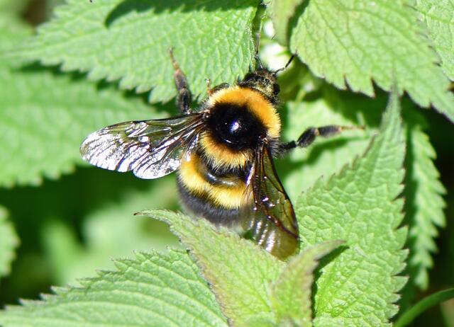 Gartenhummel - Bombus hortorum