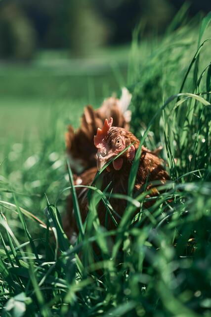 In Oberösterreich dürfte es derzeit kein Henne-Ei-Problem geben. | Foto: Maybach