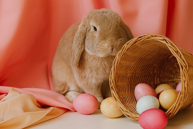 Die Maurer Geschäftsleute bieten zu Ostern zahlreiche Specials an. (Symbolbild) | Foto: ROMAN ODINTSOV/Pexels