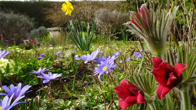 Frühlingserwachen im Garten  | Foto: © Silvia Plischek