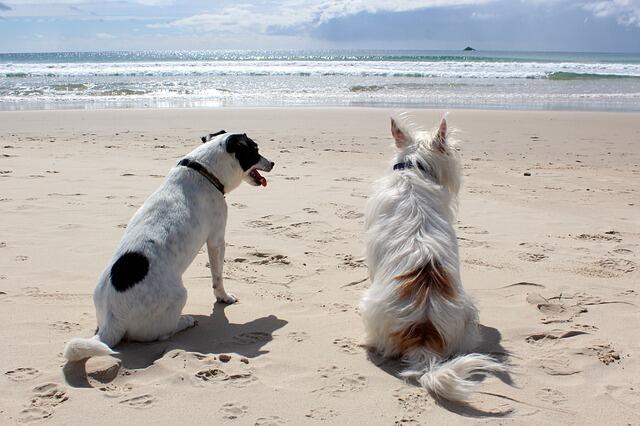 Entspannung im Urlaub, auch für unsere Hunde ein Thema. | Foto: Lommel