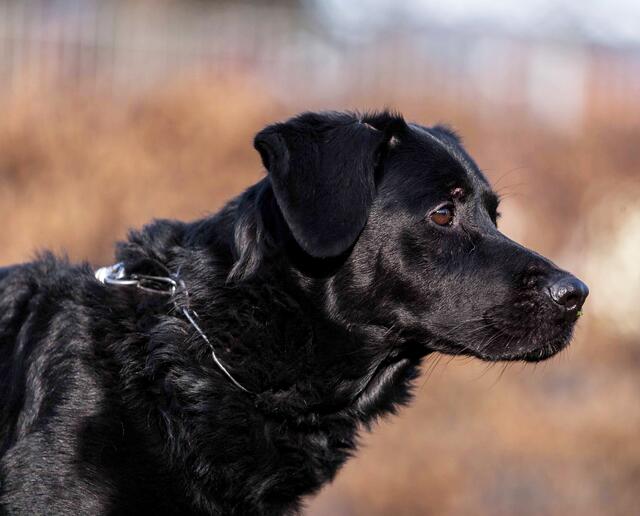 Ein entlaufener Mischlingshund treibt seit Mittwoch sein Unwesen in Wien. Alle Versuche, den Vierbeiner zu fassen, endeten mit einer Bisswunde. (Symbolfoto) | Foto: KK