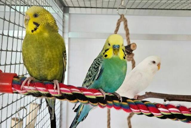 Wer nimmt sich dieser Truppe an 28 Wellensittichen an? | Foto: Tierschutzverband St. Pölten