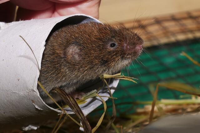 Mit dem Projekt sollen Kleinsäuger wie die Kurzohrmaus vor dem Aussterben bewahrt werden. | Foto: Alpenzoo