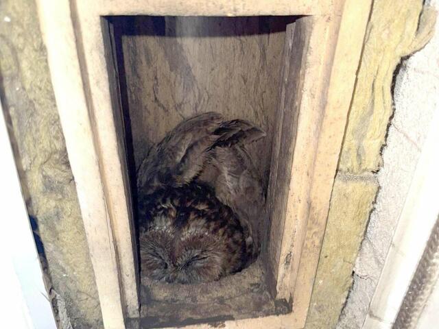 Ganz eng: Im Kamin können Käuze ihre Flügel nicht ausbreiten, weshalb der Weg nach draußen ohne Hilfe unmöglich ist. | Foto: Tierhilfe Gusental