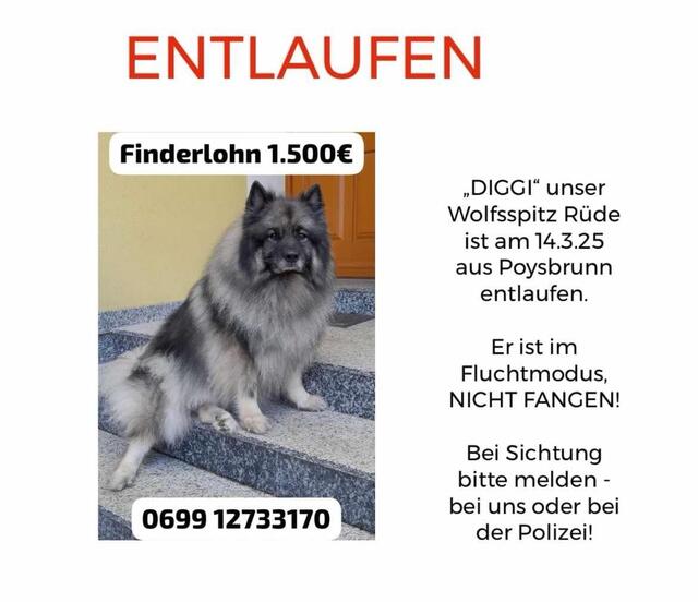 Um die Chancen auf Diggis sichere Rückkehr zu erhöhen, wurde eine Belohnung von 1.500 Euro für Hinweise, die zu seiner Auffindung führen, ausgesetzt.
 | Foto: Lehner