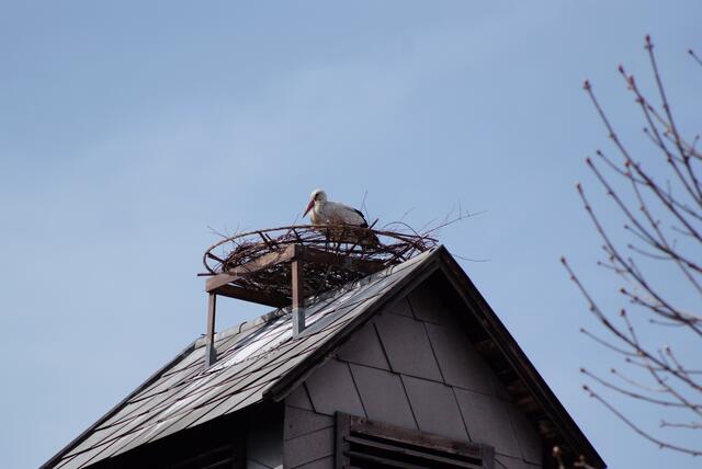 Ein Wahrzeichen von Peisching: der Storch am Feuerwehrhaus. | Foto: Santrucek