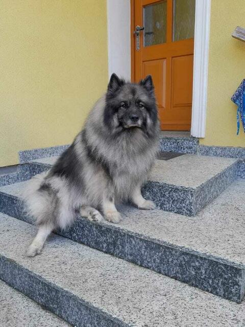 Der Hund ist in Poysbrunn entlaufen und befindet sich laut seinen Besitzern im Fluchtmodus.  | Foto: Lehner