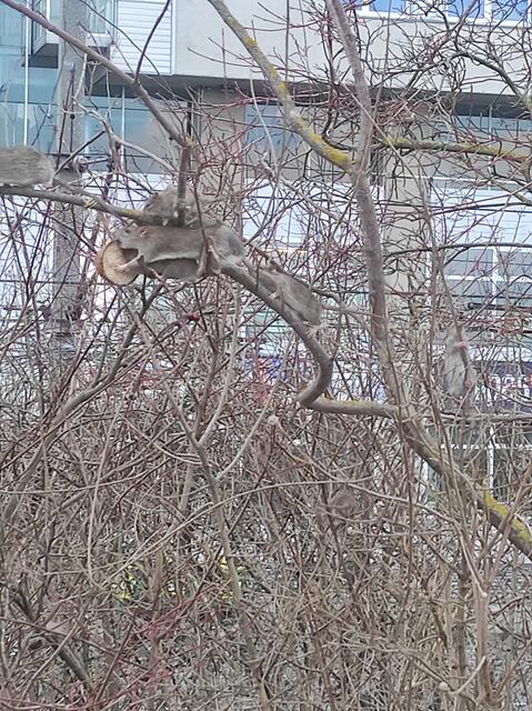 Die Ratten am Handelskai baumeln im Gebüsch und bedienen sich gierig an verschiedenen Essensresten. | Foto: Erna Neumüller