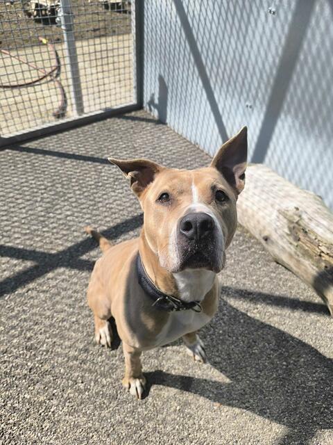 Loui wartet seit 2019 auf einen guten Platz. | Foto: Tierheim Ternitz