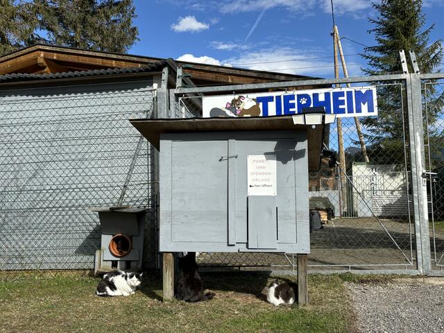 Im Tierheim leben noch eine Handvoll halb wilder Katzen, die dort aber bleiben dürfen.