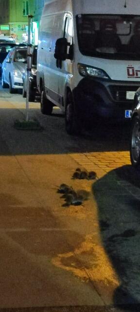 Laut MA 40 kommen die in Meidling gesichteten Ratten nicht aus dem leerstehenden Grundstück in der Reschgasse.  | Foto: Brigitta Hofbauer